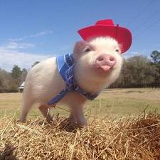 小弟阿祥的头像