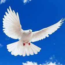 极速小飞车的头像